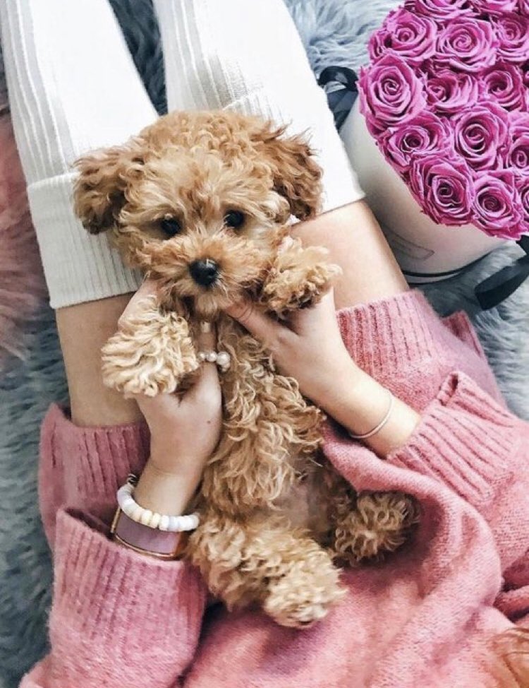 Tate2Hale's tweet image. Thx jug for the puppy what’s its gender @CuteOneForever