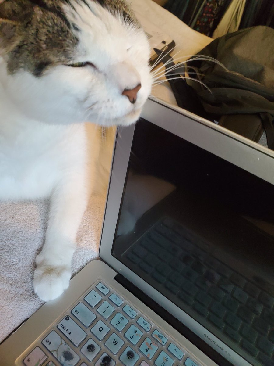 MidLifeCalms's tweet photo. Jack doesn't look forward to seeing me on Wednesdays. He looks forward to rubbing his face on my work computer. https://t.co/UpkrHQvp1e