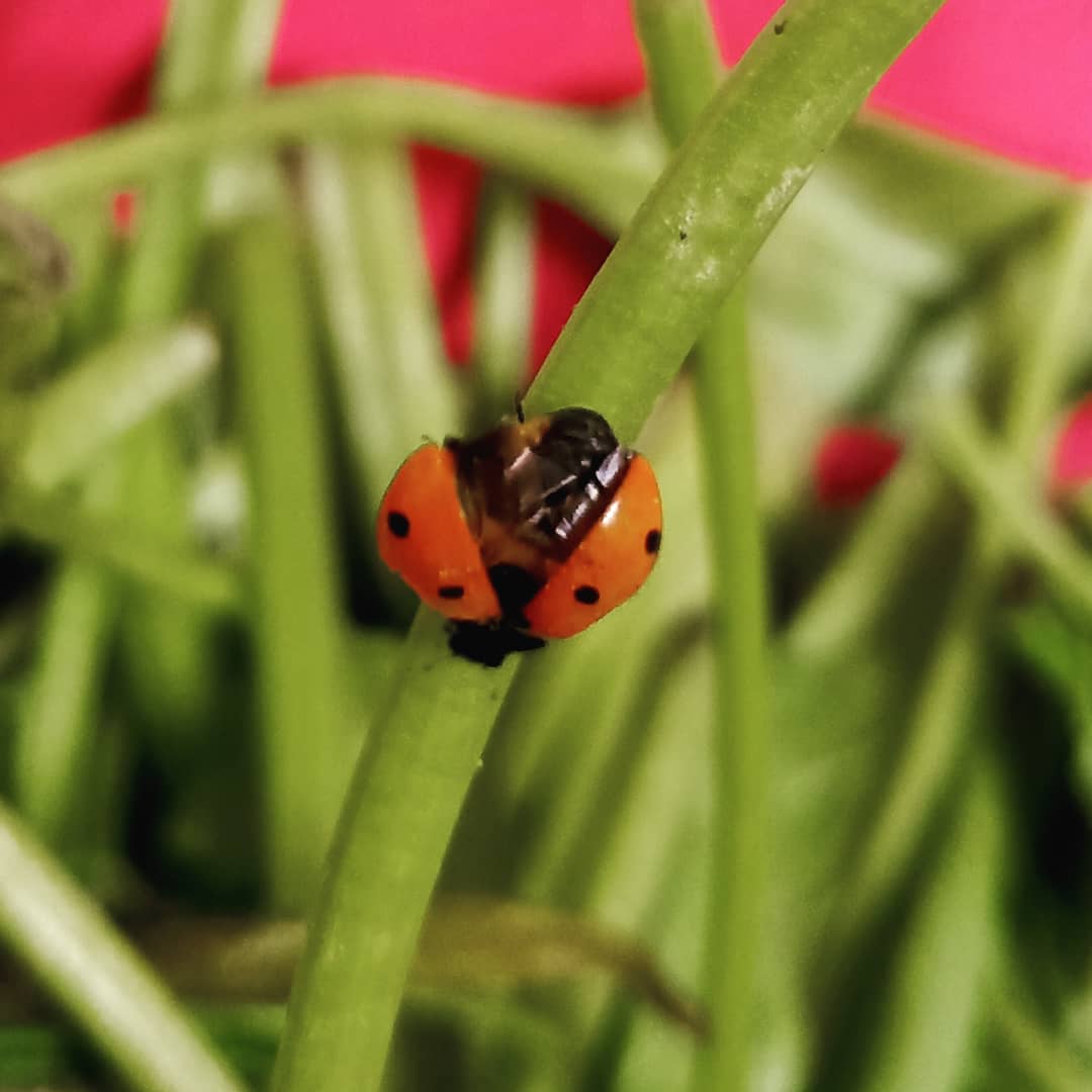 AnkitaSharma_26's tweet photo. Saw this little chap roaming about in spinach today! Beetles look so cute 😍
#beetles #redbeetle #insect #spinach #photographers_of_india #phonephotography #randomclick #red #beetlelove https://t.co/YDz5Zxa8VT