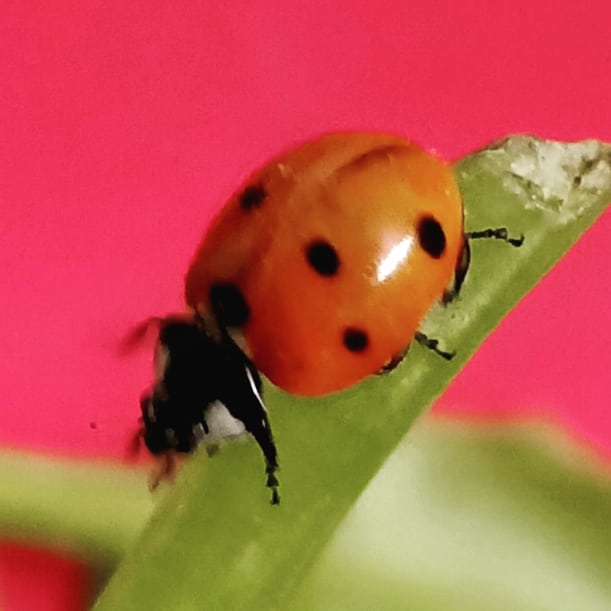 AnkitaSharma_26's tweet photo. Saw this little chap roaming about in spinach today! Beetles look so cute 😍
#beetles #redbeetle #insect #spinach #photographers_of_india #phonephotography #randomclick #red #beetlelove https://t.co/YDz5Zxa8VT