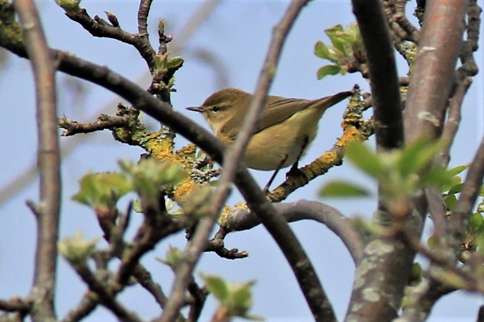JimBowman17's tweet photo. 1st garden Chiffchaff of 2021 https://t.co/W6GnokGk9J