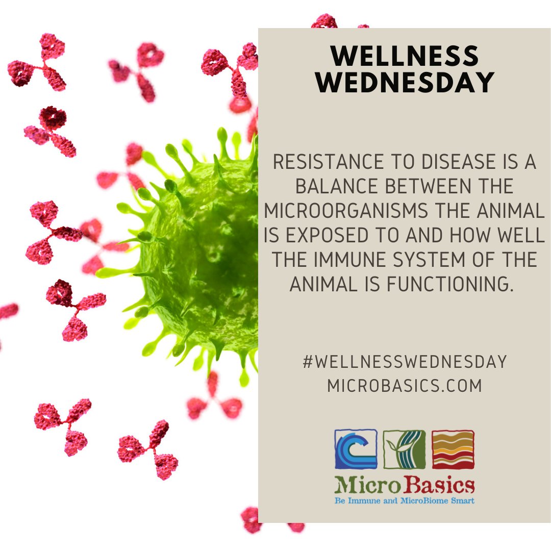 MicroBasics's tweet image. Wellness Wednesday: Resistance to Disease

#WellnessWednesday #resistance #microbasics #immunity #microbiome #natural #solutions #feedgooddogood #guthealth #converge #dairy #beef #poultry #aquaculture #chickens #calves #sheep #goats #pigs #health #gobacktobasics #wellness