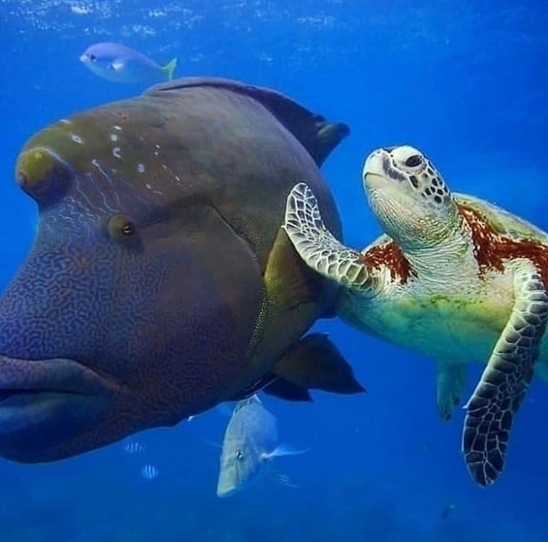High five for ocean friendly ingredients! Head to the link in our bio to learn about what should NOT be in your sunscreen and why we don’t include it. 

Photo by: @scubapilgrim

bit.ly/3fjEqSA