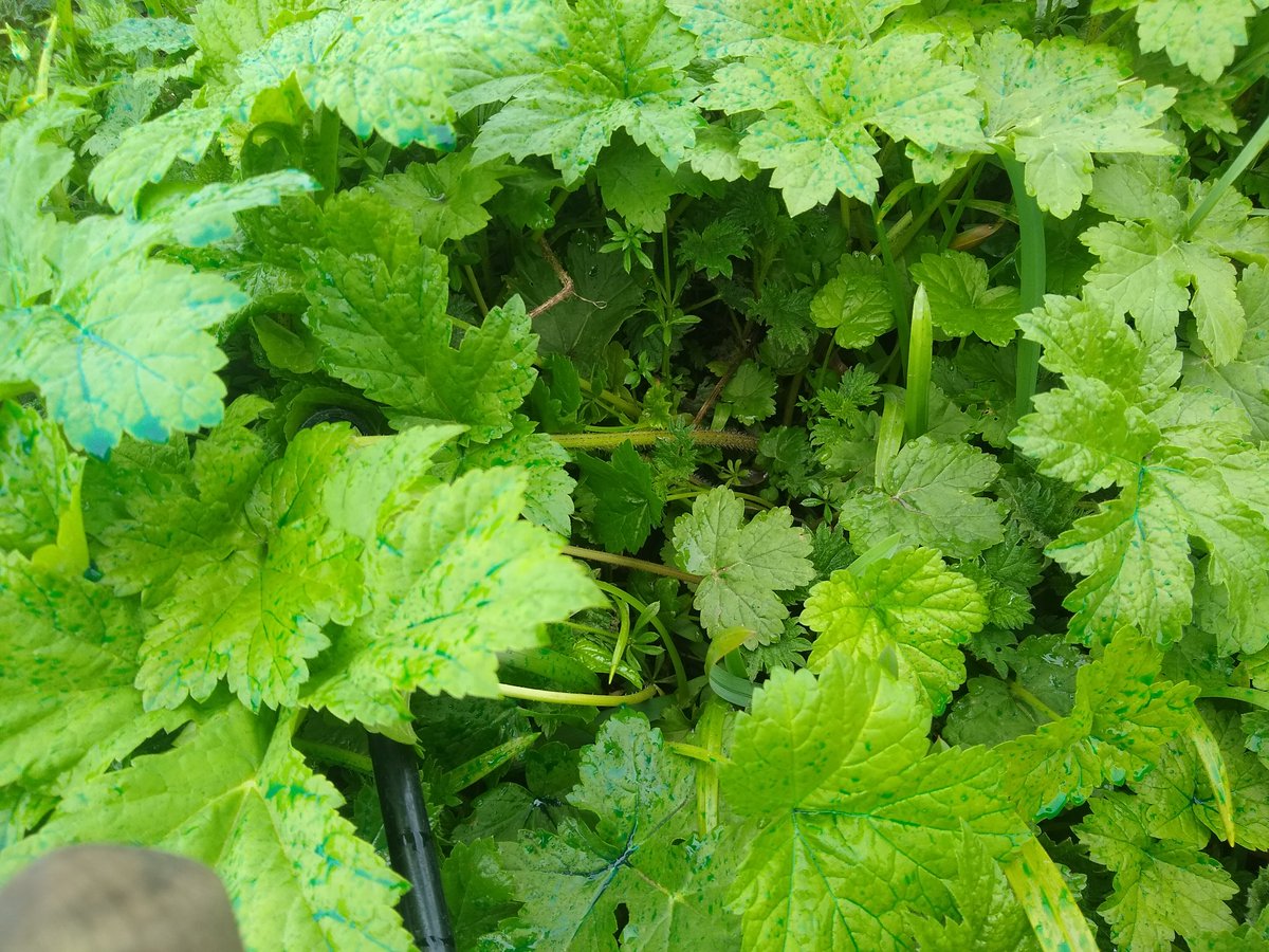 Last years mapping revealed the Murrayburn as a Giant Hogweed seed source on the Water of Leith.  We have just gone in early to control these plants to stop the spread downstream.  500 plants mapped &amp; treated before the burn is culverted #INNS #Gianthogweed #heatmap #murrayburn