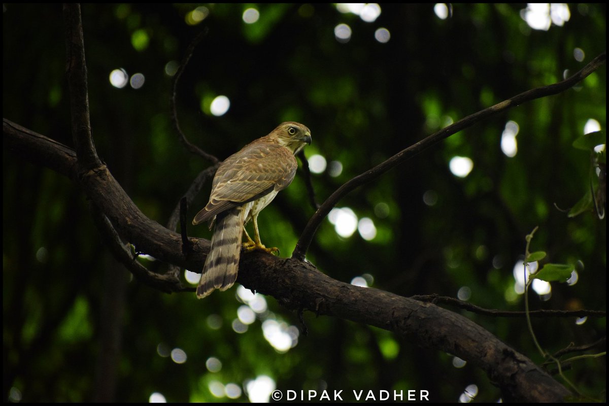 DCF_Junagadh's tweet photo. Online Booking for GIRNAR NATURE SAFARI available at
https://t.co/8d7ZSoLL9Z

@GujForestDept 
@InfoGujarat 
@dcfsasangir https://t.co/AVeUHCR51z