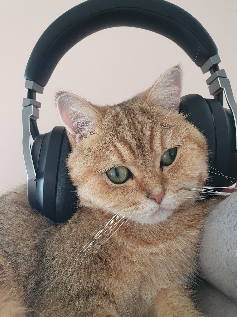 Anzeige
Es gibt Dank CORSAIR wieder was zu verlosen! Diesmal das Virtuoso RGB Wireless SE handsigniert von Star-DJ Tico! Zum Mitmachen einfach ein süßes Katzenbild in die Kommentare, Like, RT und folgt <a href="/CORSAIRDE/">CORSAIR Deutschland</a>!

Terms &amp; Conditions: bit.ly/SolaCorsairGew…