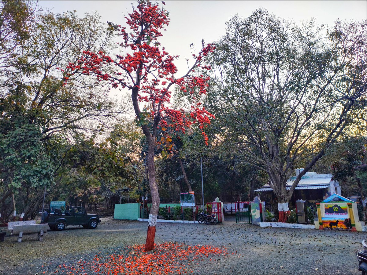 DCF_Junagadh's tweet photo. Online Booking for GIRNAR NATURE SAFARI available at
https://t.co/8d7ZSoLL9Z

@GujForestDept 
@InfoGujarat 
@dcfsasangir https://t.co/AVeUHCR51z