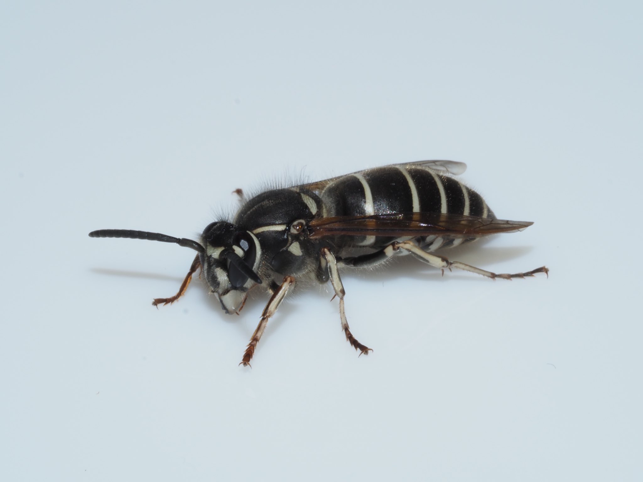 𝐀𝐧𝐭𝐁𝐨𝐲 シダクロスズメバチ Vespula Shidai Ishikawa Sk Yamane Amp Wagner 1980 材の中で越冬していた個体 ミツバチより若干大きいくらいの体長で 白黒の体色が魅力的 かっこよくてかわいい T Co Exbrc665xq Twitter