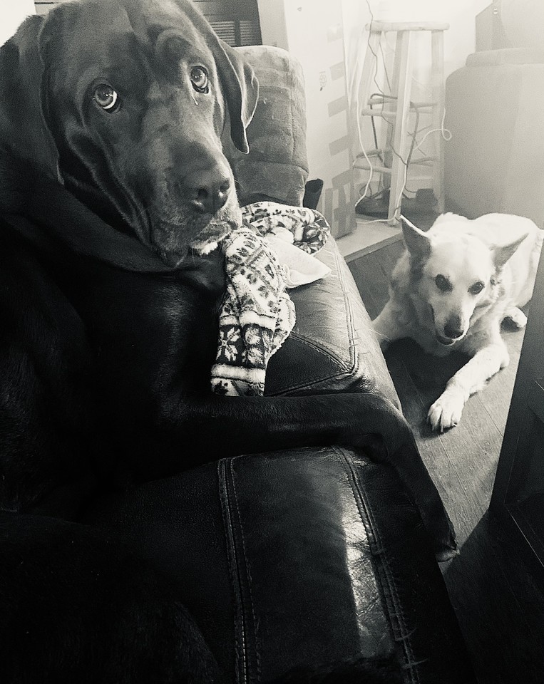 OldSoulsRescue's tweet photo. Helaku and Charlie are planning a day full of shenanigans and romping! Or maybe not.                    😲😸🤔😩😅🥳😜😇😷🙀                         #paws #furryfriends #animals #animalrescue #dogs #petlovers #oldsouls #dogsplaying #bigdogs https://t.co/kGlilZyCnm