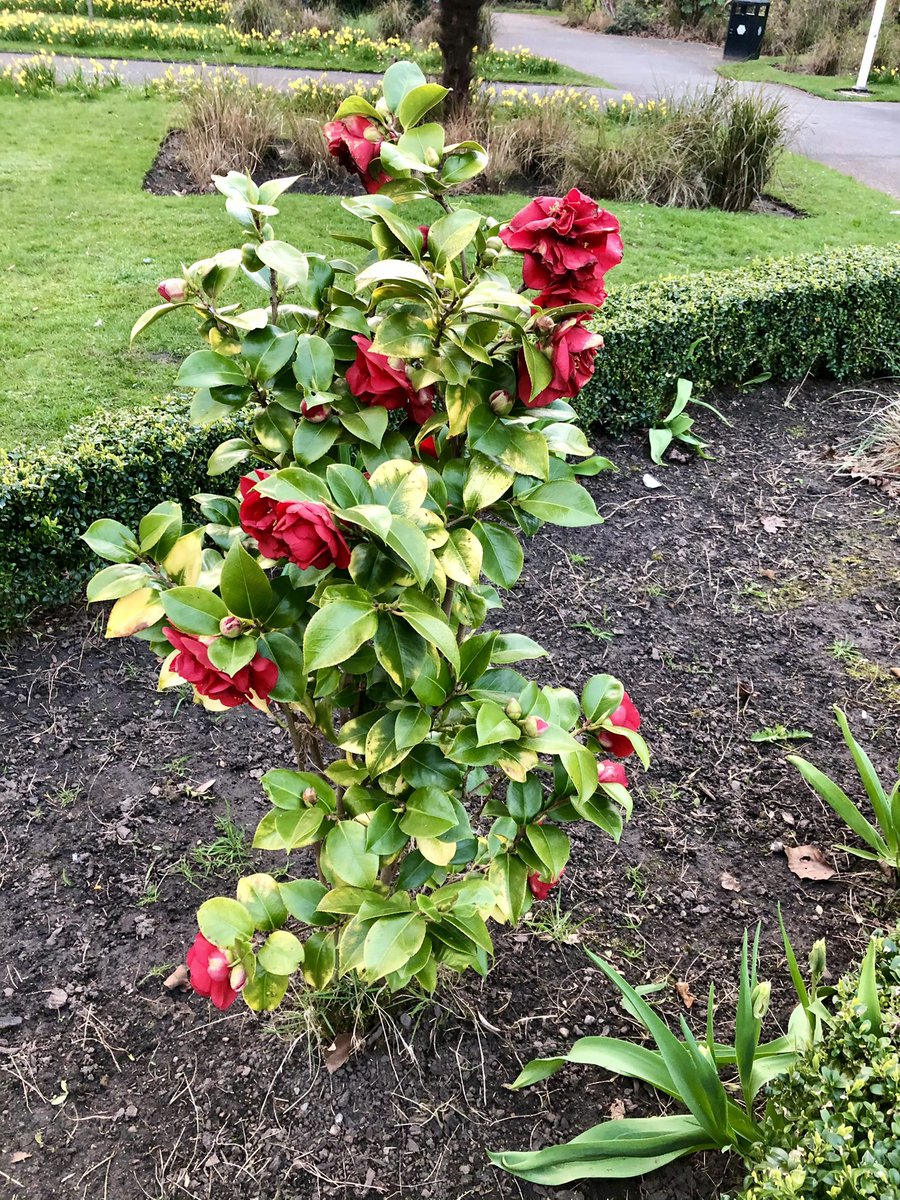helga_palma's tweet photo. #SpringInFullBloom #FlowersInTheCity https://t.co/fl8SqHDQok