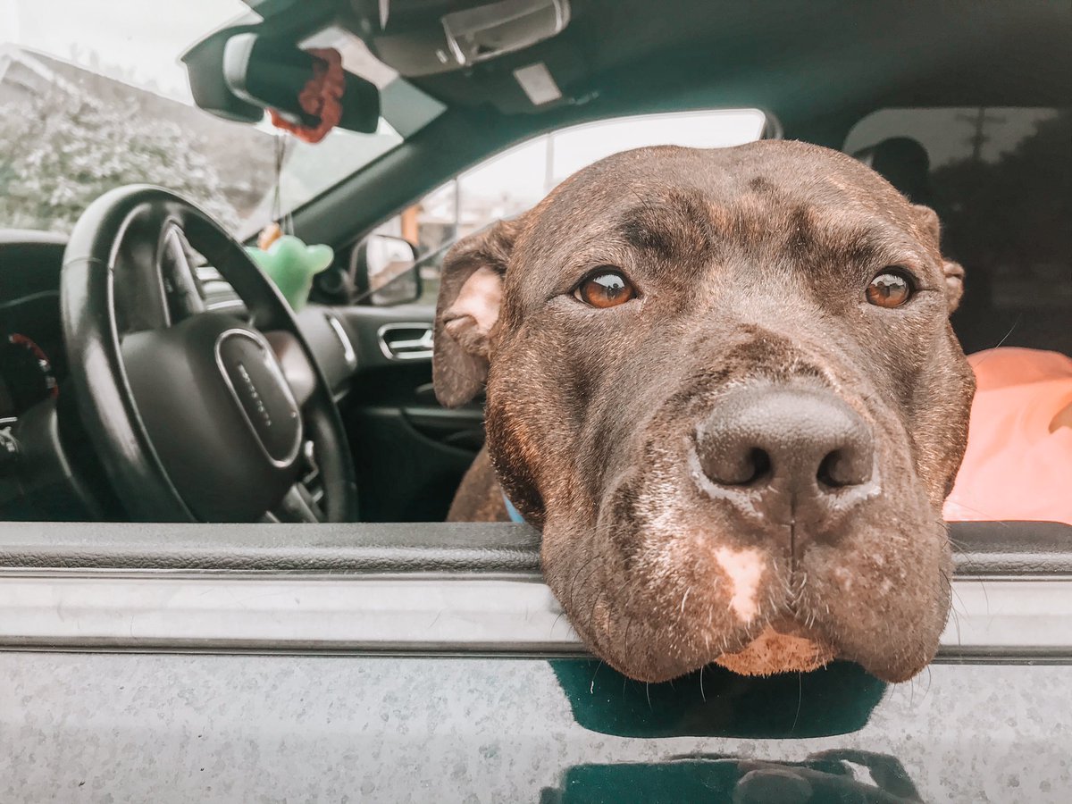 KayleeNormand's tweet photo. One of the many sweet faces I had the pleasure of meeting this morning at Spay Nation! Tune in at 5 and 6 tonight to find out what all these pit bulls are up to today, and how it’s affecting the community @KATCTV3 https://t.co/AEW9081ytQ