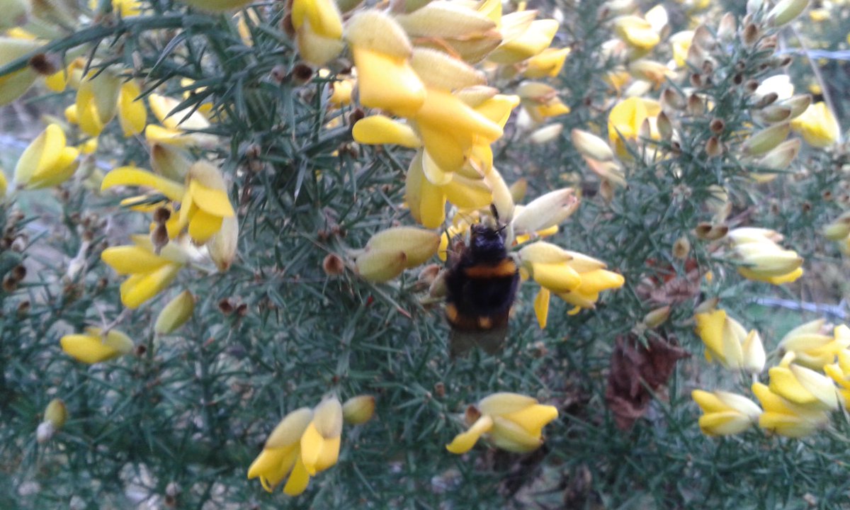 JoonLaban's tweet image. Spring is in the air
#spring #nature #bees #Easter2021 #coronavirus #lockdownanniversary #Hope