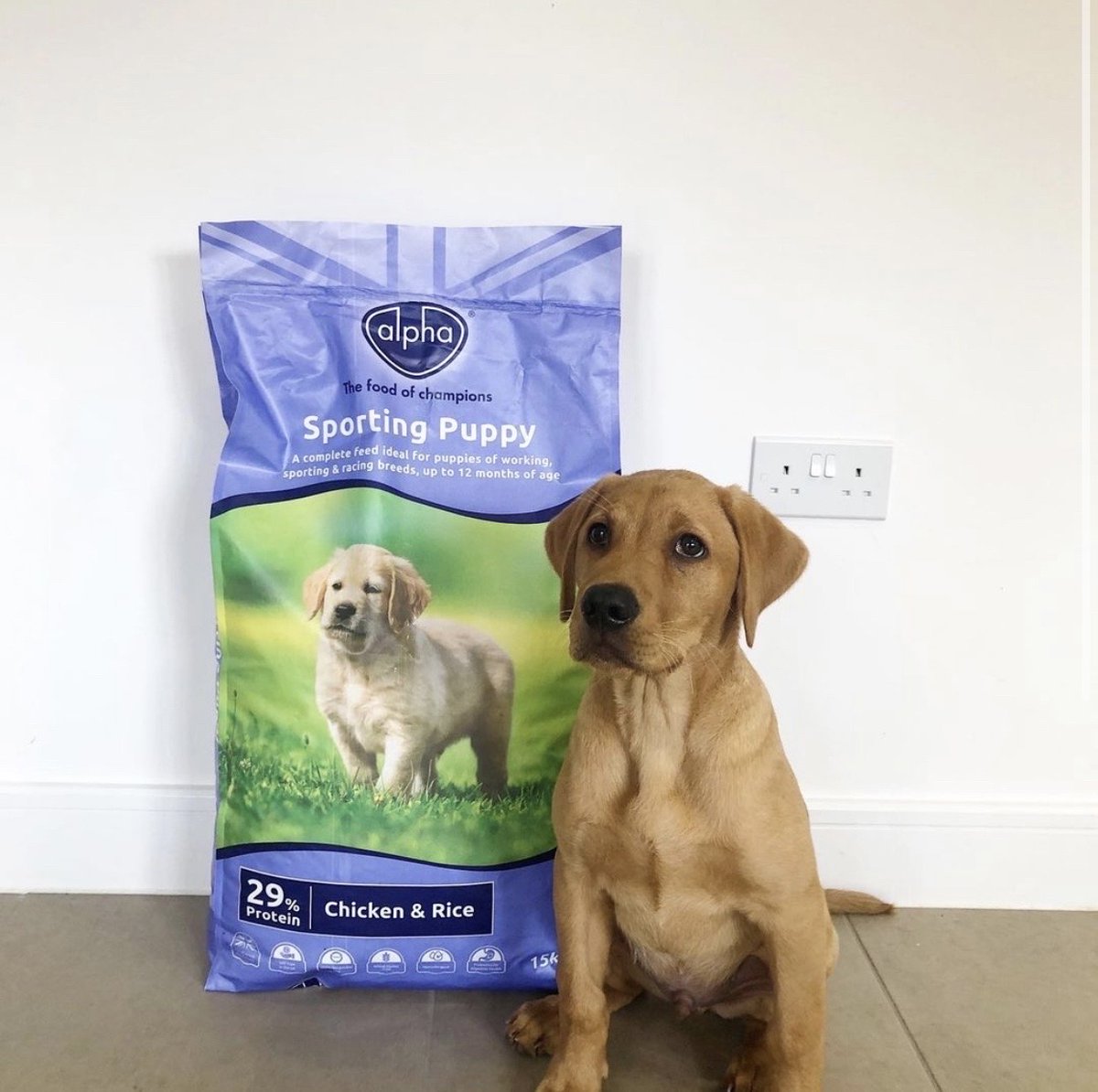 alpha sporting puppy