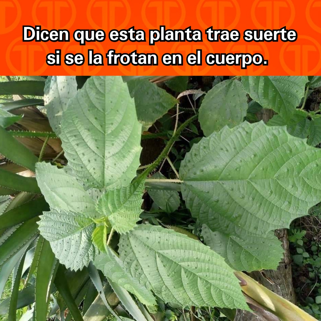 Mmmm no lo sé rick? 🤔 ¿Ustedes qué dicen? #Like y Comenta aquí 👇