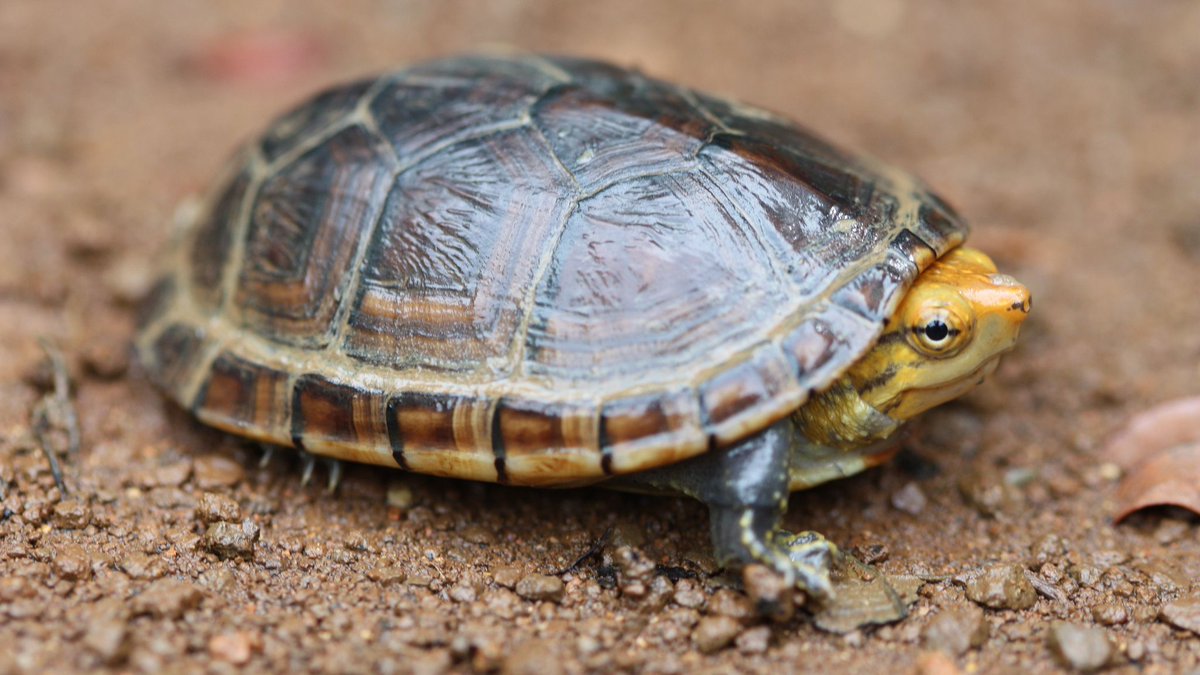 _monkeyfunny's tweet photo. wow this turtle is funny. haha. this is what my account posts now. #funnyturtle https://t.co/N9m00rnSB3