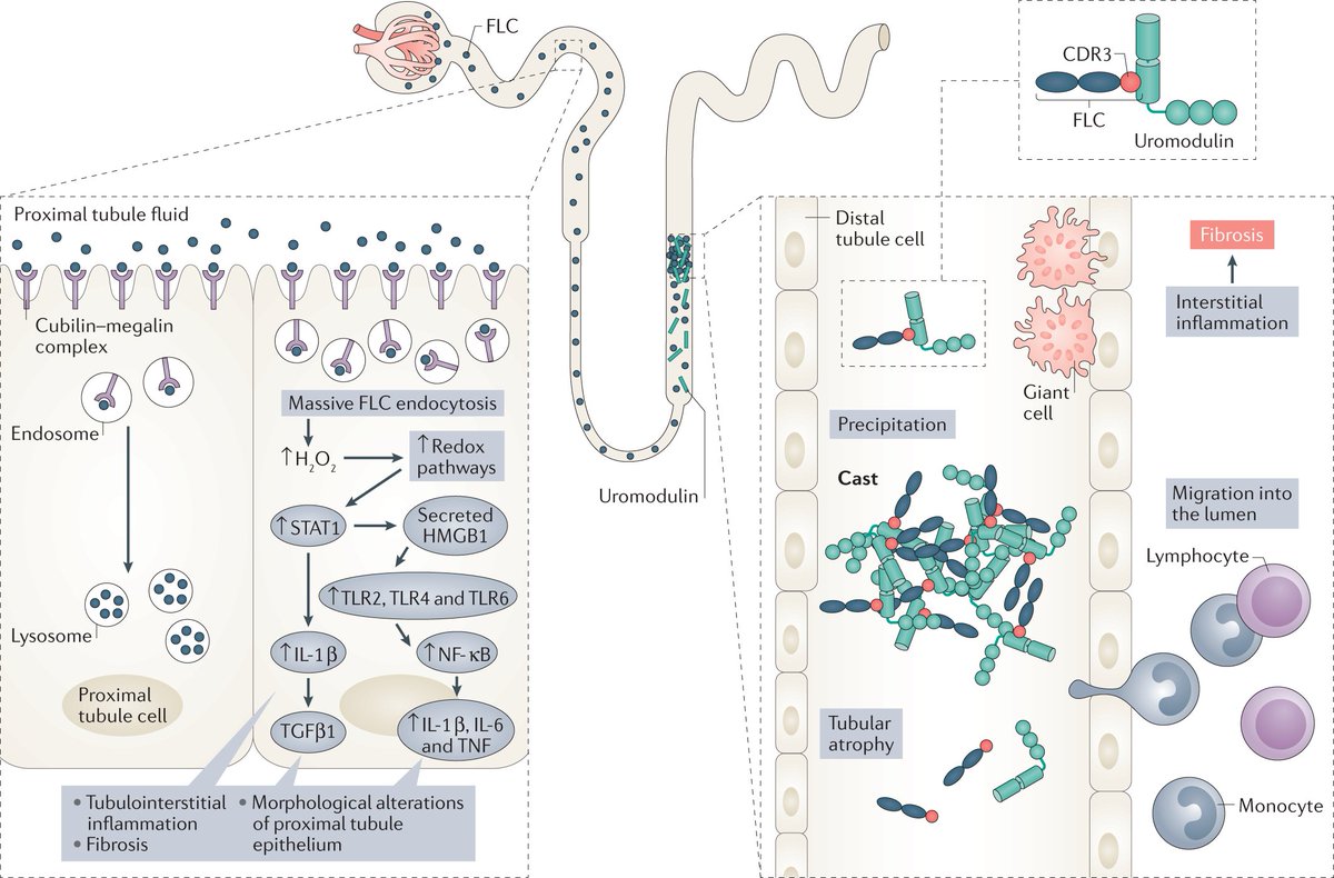 Nature Reviews Nephrology tweet media