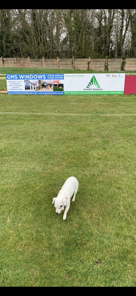 Many thanks to GMS Windows and <a href="/summitswltd/">Summit Solutions (sw) Ltd</a> for agreeing to have advertising boards at the club. Many thanks to <a href="/_yellowbox/">Yellowbox</a> for designing and erecting the boards. We think Diggers happy with them. #Zebras #SupportLocal @TSWesternLeague <a href="/swsportsnews/">South West Sports News</a> <a href="/Abbey_104/">Abbey104</a> <a href="/nonleaguedogs/">nonleaguedogs</a>