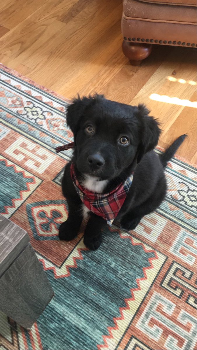 LathamMadison's tweet photo. Pup-date: Bentley Ray’s one year glow up. 🤪💕 https://t.co/mFRA3F4nBe