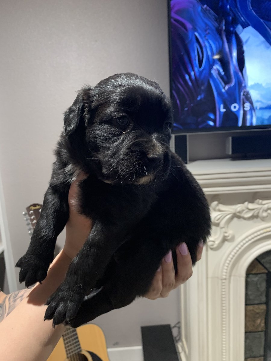 LathamMadison's tweet photo. Pup-date: Bentley Ray’s one year glow up. 🤪💕 https://t.co/mFRA3F4nBe