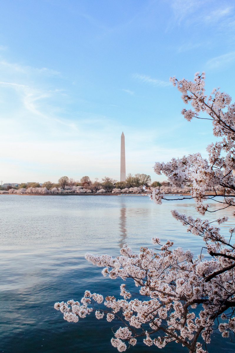 meghoff11's tweet photo. @capitalweather the latest Tidal Basin cherry blossom scene as of yesterday evening! 📸 IG: @ districtbymeg https://t.co/I61UwT7NT4
