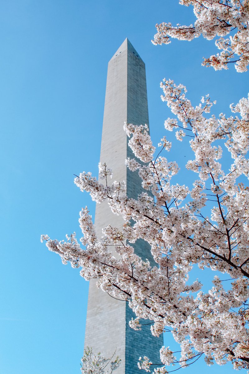 meghoff11's tweet photo. @capitalweather the latest Tidal Basin cherry blossom scene as of yesterday evening! 📸 IG: @ districtbymeg https://t.co/I61UwT7NT4
