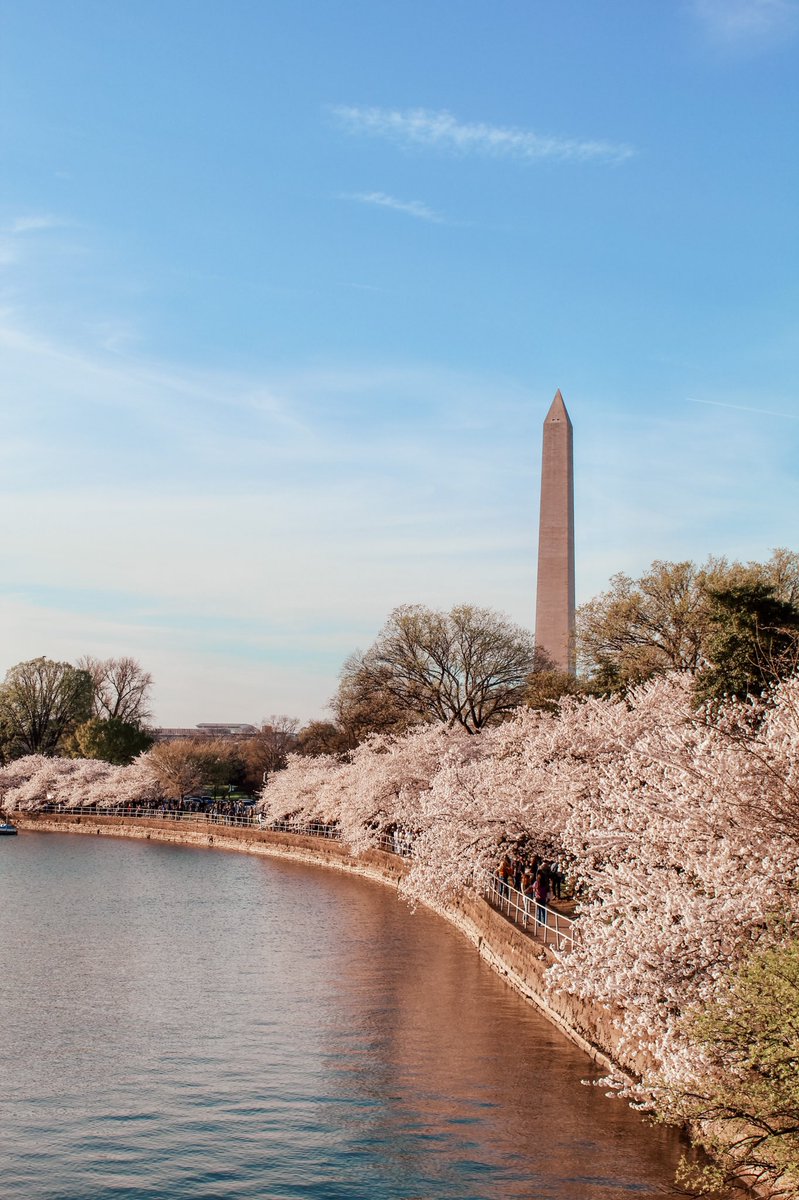 meghoff11's tweet photo. @capitalweather the latest Tidal Basin cherry blossom scene as of yesterday evening! 📸 IG: @ districtbymeg https://t.co/I61UwT7NT4