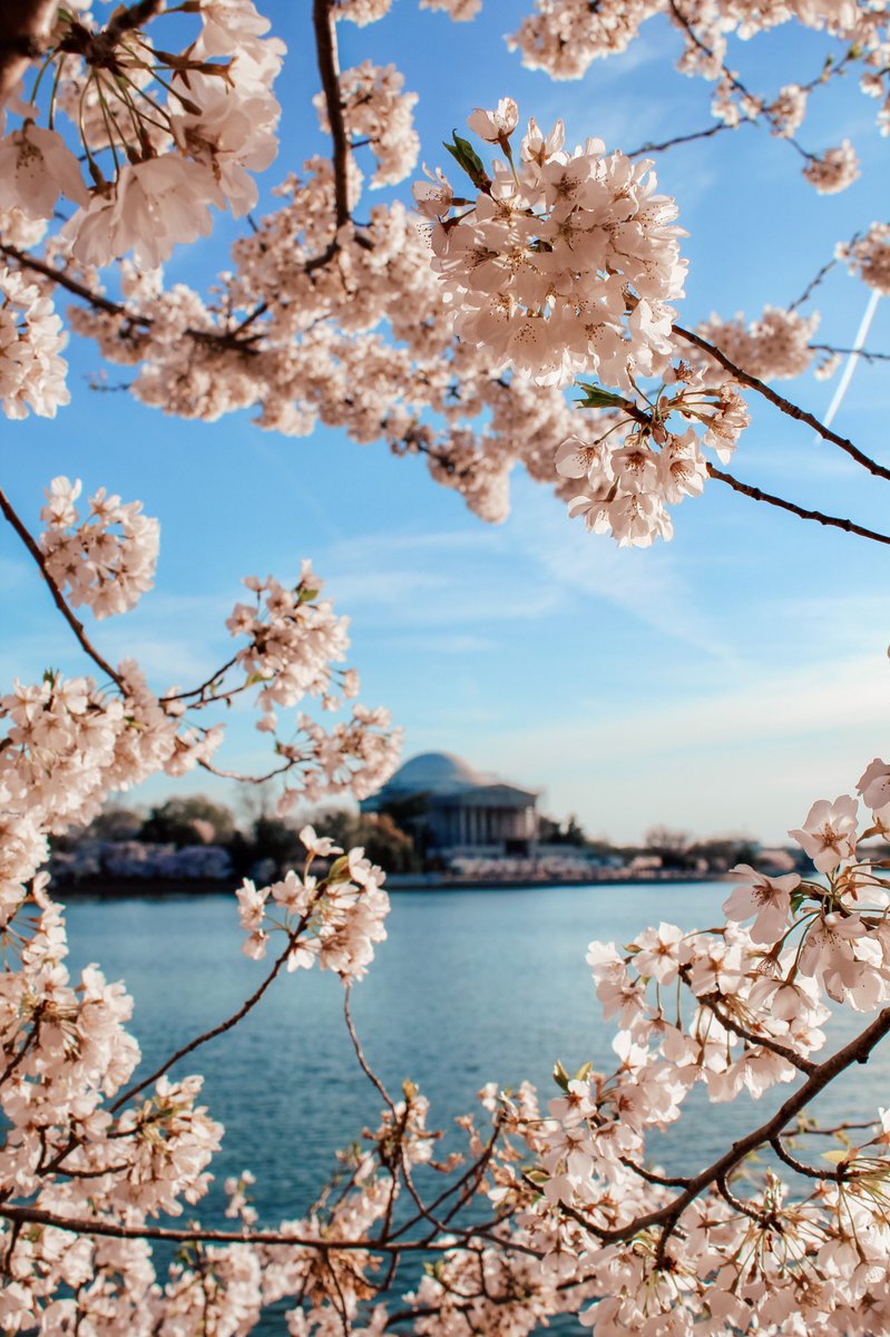 meghoff11's tweet photo. @capitalweather the latest Tidal Basin cherry blossom scene as of yesterday evening! 📸 IG: @ districtbymeg https://t.co/I61UwT7NT4
