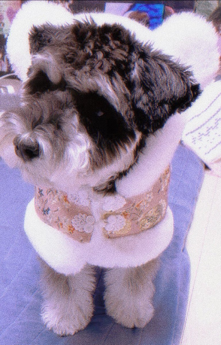 la_0529's tweet photo. #AprilFoolsDay 

맥스 없이 못 살아 🐶
#MAX #parkmax #ParkJihoon @Park_Jihoon_twt https://t.co/SJwRfJLsmQ