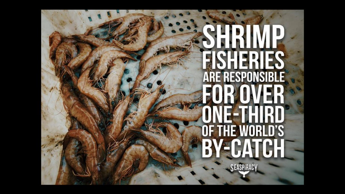 Despite revealing shocking malpractice, Netflix's <a href="/seaspiracy/">seaspiracy</a> has silenced those people who are committed to making a change. Our response sheds a light on those efforts and celebrates them in helping to redefine our industry. See here for more 🌊: community.thehappyprawn.co/blood-prawns-r…
