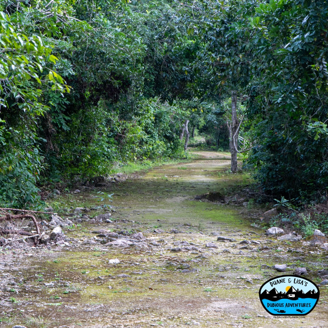 dldadventures's tweet photo. This is the remains of an old Mayan road at San Gervasio. You can see the rock base and edging protecting it from the jungle growth. 
#Mayan #dldadventures #ruins #jungle #cozumel #SanGervasio #Road #path #diverslife 
📸 @DuaneNewman https://t.co/05V7qknoIN