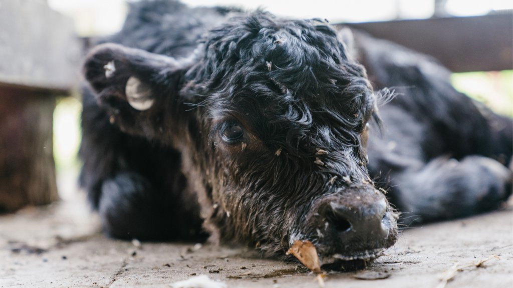 animalsavemvmt's tweet photo. This calf was found at a Saleyard in Queensland. He was visibly unwell, unable to keep his head up. Two women tried to save him, but were outbid by a butcher.

His story doesn't have a happy ending. This is the reality for most animals in the agricultural industry. Go Vegan. https://t.co/TyTj6pokRA