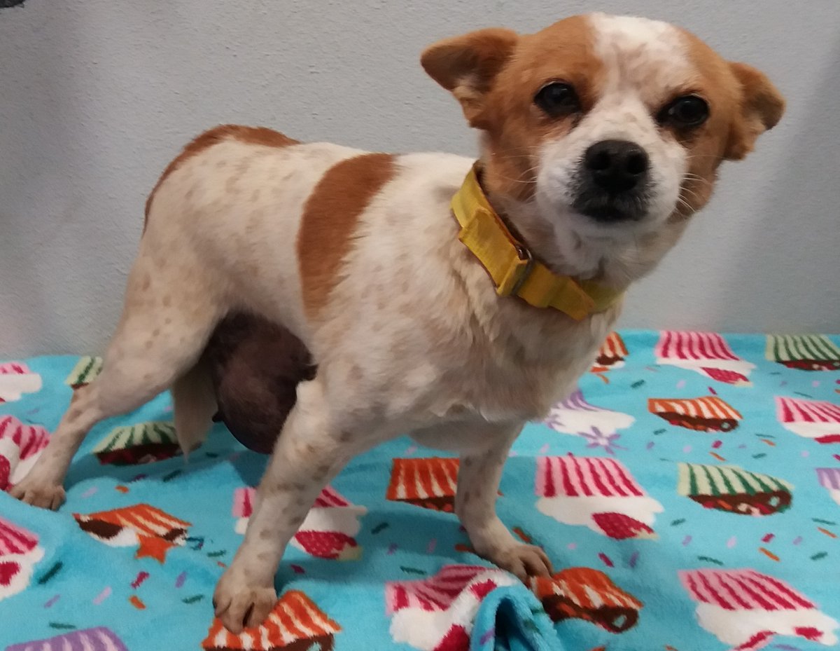 depo_es's tweet image. Catro novas adopcións no #CAAN. Arenita ten novo fogar en #Vigo, Dodo en #Pontevedra, Quina en #Guipúscoa e Tana en #Porriño. 
🔗caan.depo.gal
📞986140360 / 886217391
Visítanos con cita previa