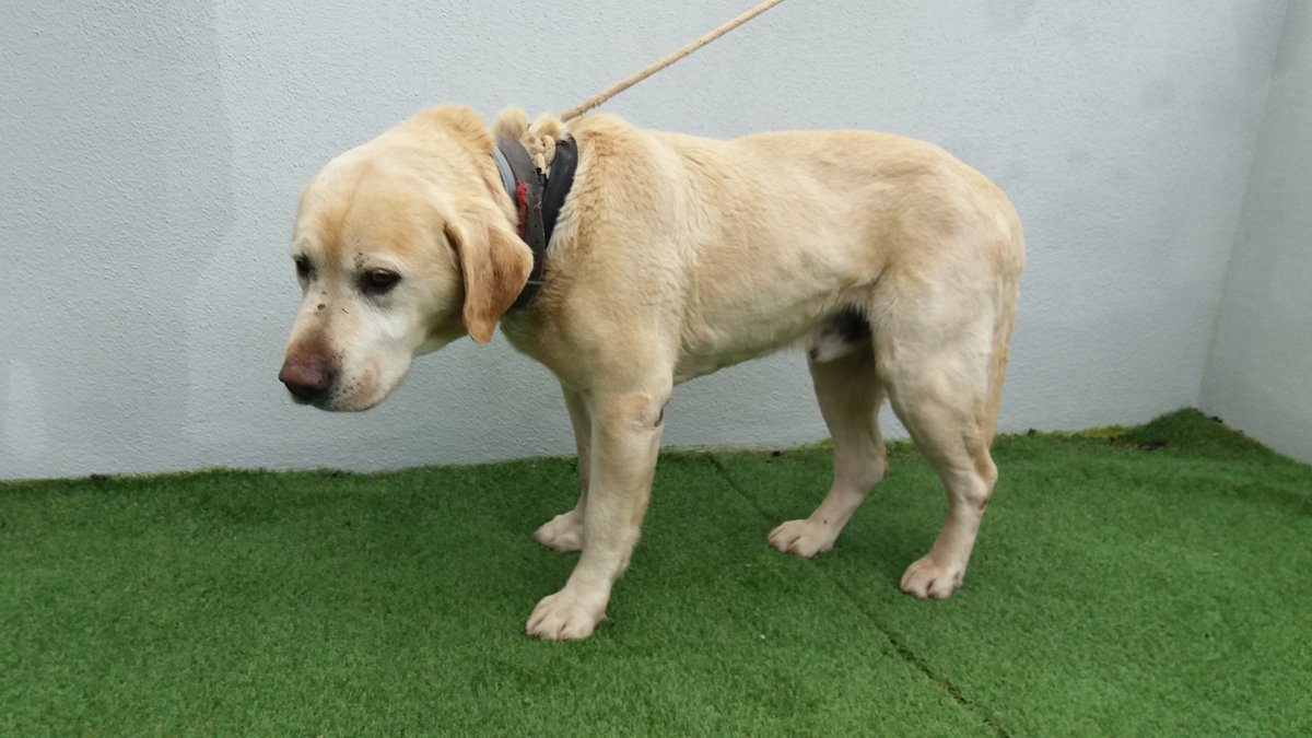 depo_es's tweet image. Catro novas adopcións no #CAAN. Arenita ten novo fogar en #Vigo, Dodo en #Pontevedra, Quina en #Guipúscoa e Tana en #Porriño. 
🔗caan.depo.gal
📞986140360 / 886217391
Visítanos con cita previa