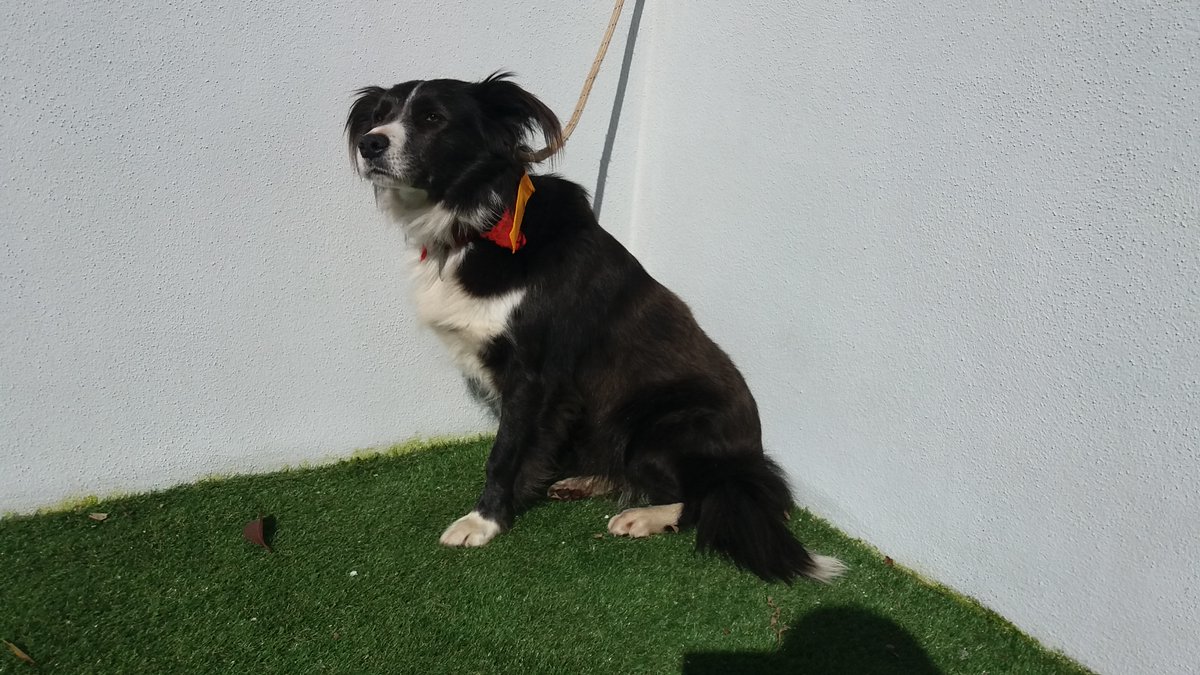 depo_es's tweet image. Catro novas adopcións no #CAAN. Arenita ten novo fogar en #Vigo, Dodo en #Pontevedra, Quina en #Guipúscoa e Tana en #Porriño. 
🔗caan.depo.gal
📞986140360 / 886217391
Visítanos con cita previa