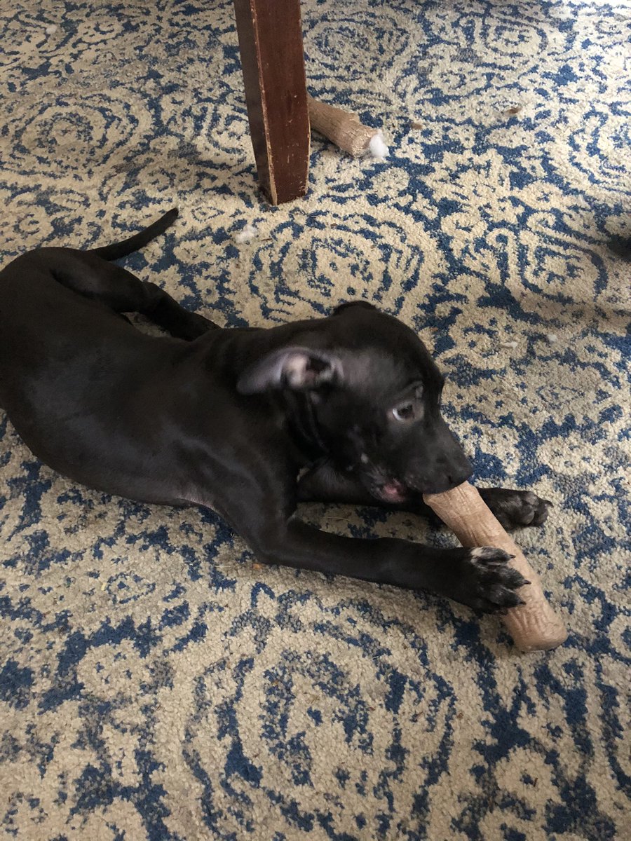 rachaelhgorsuch's tweet photo. Adoption #2 of 7 today! Congrats Max! I’m glad you found a family that embraces your quiet personality. 😊
#AdoptDontShop #Columbusdogs #RicoPetRecovery https://t.co/lGUiECNMW8