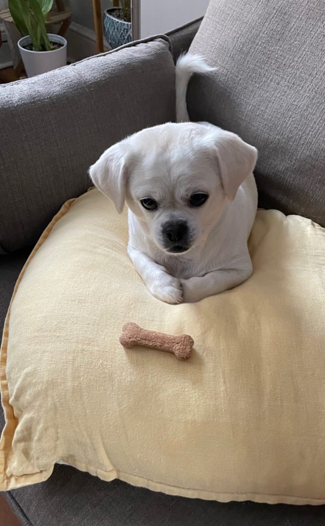 dog_rates's tweet photo. This is Pancho. He sees you have offered him one (1) bone. Politely proposes a counteroffer of seventeen (17) bones. He awaits your decision. 13/10 https://t.co/SYxZbYrK1k