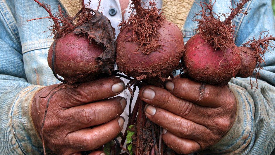 IAFgrassroots's tweet photo. In a new IAF-funded #SustainableAg project, grantee CEPAGRO + partners will engage farmers and nonprofits to define social, economic, and environmental indicators that measure how sustainably they are farming. https://t.co/GcGYoTZQc1 #grassrootsdev https://t.co/cM5q0LcYoE