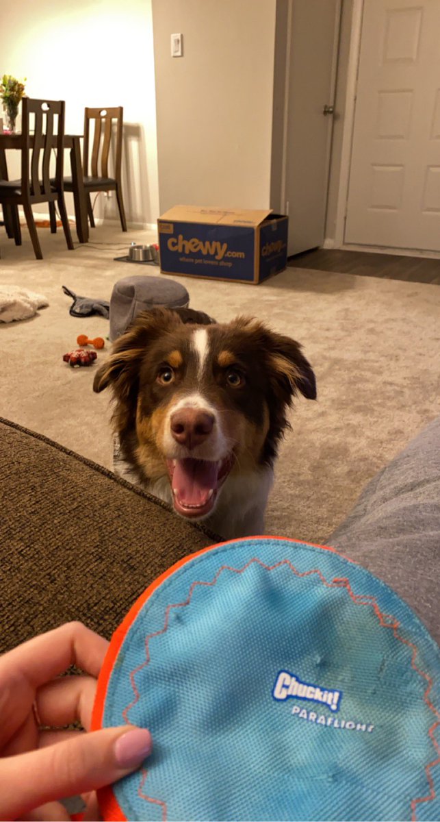 Anyone wanna play frisbee? 🐶