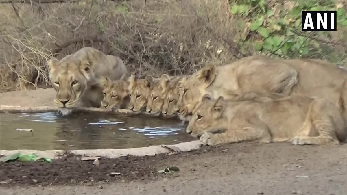 ANI's tweet image. Due to the rise in temperature, over 400 water points installed to tackle water scarcity in Gujarat&apos;s Gir National Park

&quot;To ensure that animals don&apos;t face any water crisis due to summer, water points have been installed in the forest&quot;, says Chief Conservator (Wildlife), Junagadh