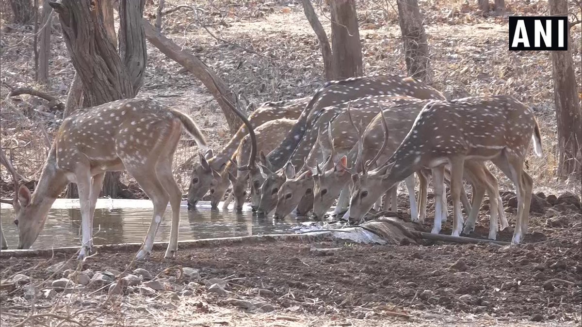 ANI's tweet image. Due to the rise in temperature, over 400 water points installed to tackle water scarcity in Gujarat&apos;s Gir National Park

&quot;To ensure that animals don&apos;t face any water crisis due to summer, water points have been installed in the forest&quot;, says Chief Conservator (Wildlife), Junagadh