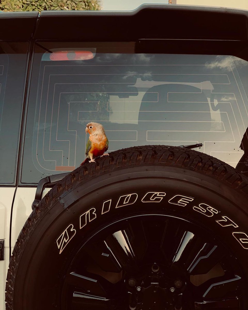 Gone bird watching. 

📸: conurekiwi (On Instagram)

#BridgestoneME #Dueler #Excellence