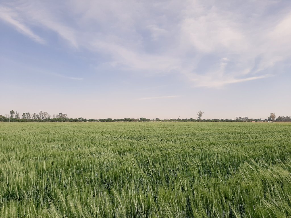 Fco_Hgo_Lopez's tweet photo. ¡El rastrojo! 

Nuestro mejor aliado para producción sustentable de Trigo bajo AC en camas anchas permanentes comunidad Sn. Fco. De Duran @municipio_leon y @MasAgroGto. Tratamiento a la semilla, análisis de suelo y monitoreo de plagas y enfermedades

#MAP #FertilidadIntegral #AC https://t.co/11J3MgxvQc