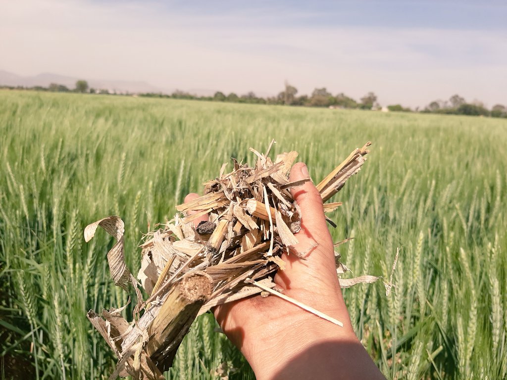 Fco_Hgo_Lopez's tweet photo. ¡El rastrojo! 

Nuestro mejor aliado para producción sustentable de Trigo bajo AC en camas anchas permanentes comunidad Sn. Fco. De Duran @municipio_leon y @MasAgroGto. Tratamiento a la semilla, análisis de suelo y monitoreo de plagas y enfermedades

#MAP #FertilidadIntegral #AC https://t.co/11J3MgxvQc