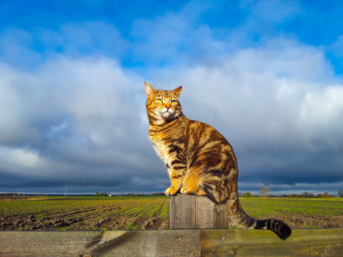 chris_alpacas's tweet photo. As we are at the end of March I thought I'd share some of my favourite pics from this month. Not many to choose from if I'm honest but here you go. Have a lovely evening all xx #GoodEvening #spring #March #thefens #celebratethefens #flatnotboring #CatsOfTwitter https://t.co/RlqG9ktNO6