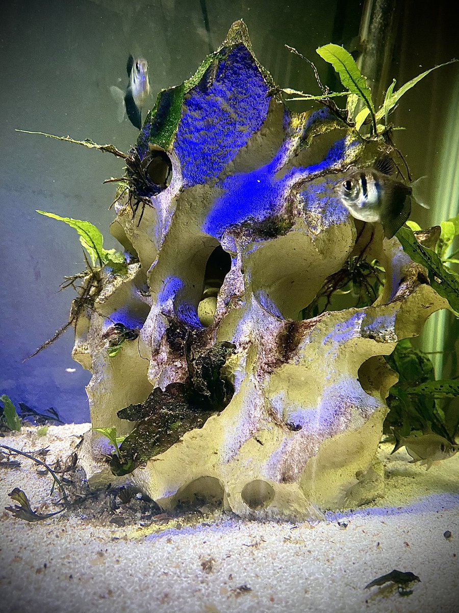 PLNFBlog's tweet photo. Who else has Kuhli Loaches??
.
.
.
#Fresh #Water #Freshwater #Aqua #Aquarium #FreshwaterAquarium #HomeAquarium #Planted #Scaped #Scapes #PlantedTank #Aquascapes #Aquascaper #Aquascape #Aquascaping #FishOfInstagram #Loach #Loaches #KuhliLoch #Hobby #Hobbyist #Pet #Pets https://t.co/mqtvzfBIpZ