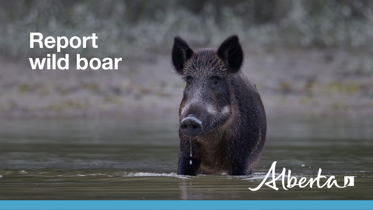 AlbertaAg's tweet photo. If you see a wild boar, dead or alive, note the location, safely take a picture and send it to AF.WildBoar@gov.ab.ca #abag #westcdnag https://t.co/10EzXc213K