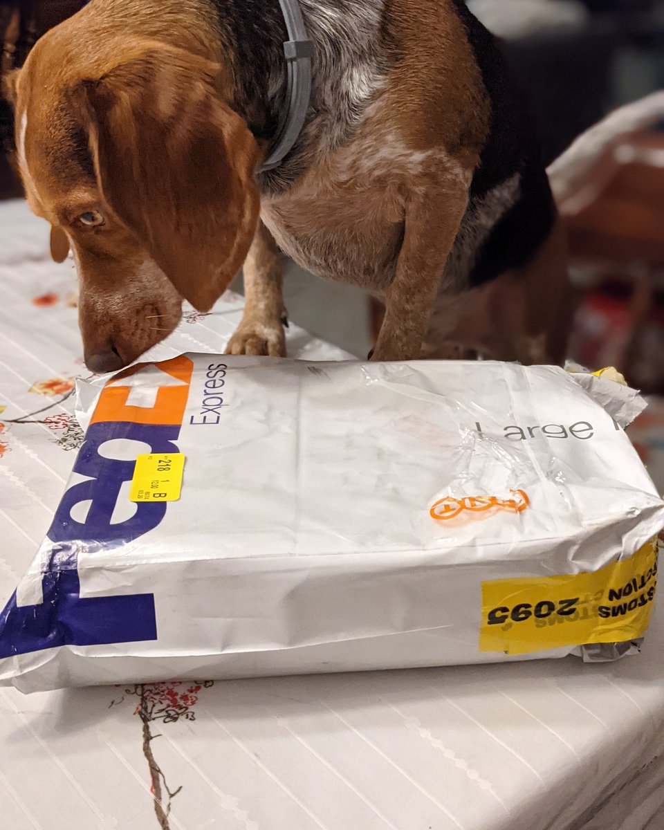 CLaurenAuthor's tweet photo. Got a Creatures Most Vile-y item in the mail! Otis is very excited to open it.
#UNBOXING #dogsoftwitter #CreaturesMostVile #CMVbook #BookTwitter https://t.co/GMx8FkaVGP