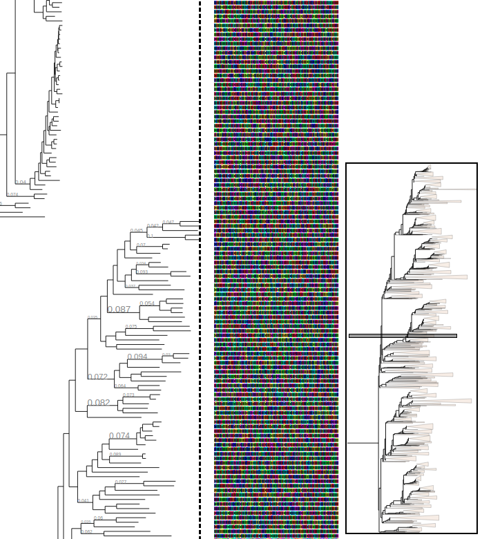 jhcepas's tweet photo. @etetoolkit @ace_gtdb @NCBI @jordiburcas @cziscience @CBGP_Madrid smooth zooming, auto-scaling branch lengths, minimap navigation, topology manipulation, rect &amp; circ views, permalinks to scene region, search..

Next major steps:merging with @etetoolkit 's viz grammar for programmatic use &amp; seq.alg support.  @jordiburcas @cziscience @CBGP_Madrid https://t.co/NKFfa0LgEx