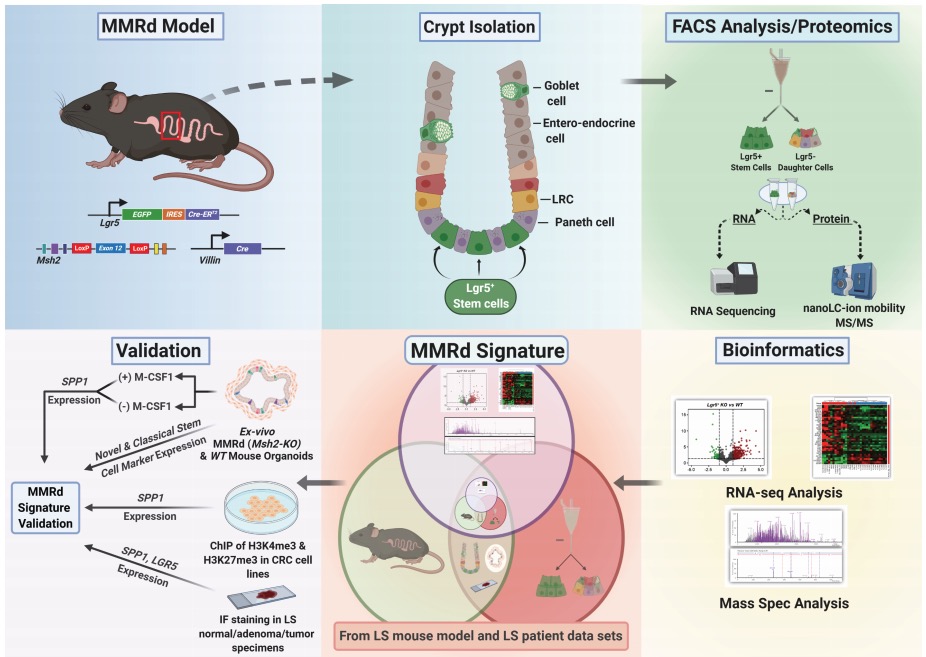 CR_AACR's tweet image. Bommi et al report that expression signatures of DNA mismatch repair-deficient intestinal #StemCells recapitulate the initial steps of #LynchSyndrome carcinogenesis. @Koolmolecule @Charles_M_Bowen laurareyesu @zozcan89 DrJasonWillis @evilarsan 
bit.ly/2POePZW