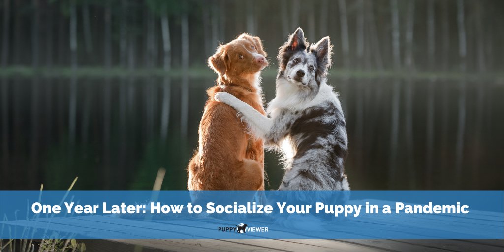 PuppyViewer's tweet photo. Socializing your #puppy is essential to help them feel comfortable and confident in their new environment. But how can new puppy parents work on socialization during a global pandemic? Get the tips you need:   https://t.co/TYsLCPb5vN #puppytips #trainingtips https://t.co/h2LLrvZYrl